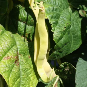 5 x Haricot Grimpant Jaune Gold Marie