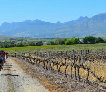 Bicycle tour Franschhoek