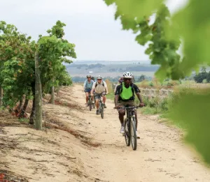 Bicycle tour Franschhoek