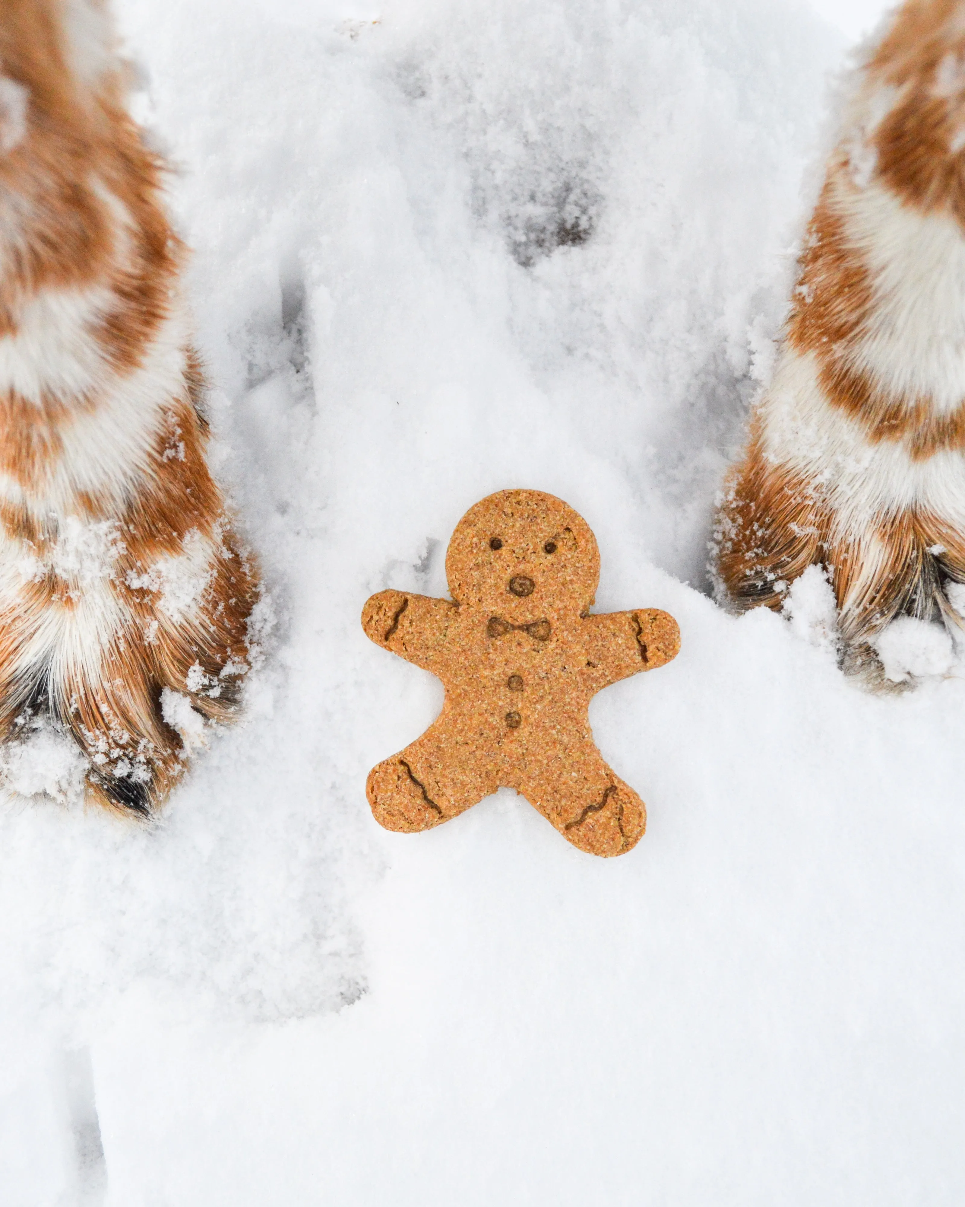 "Oh, Snap!" Gingerbread Man Cookie Cutter -  Christmas Dog Cookie Cutter