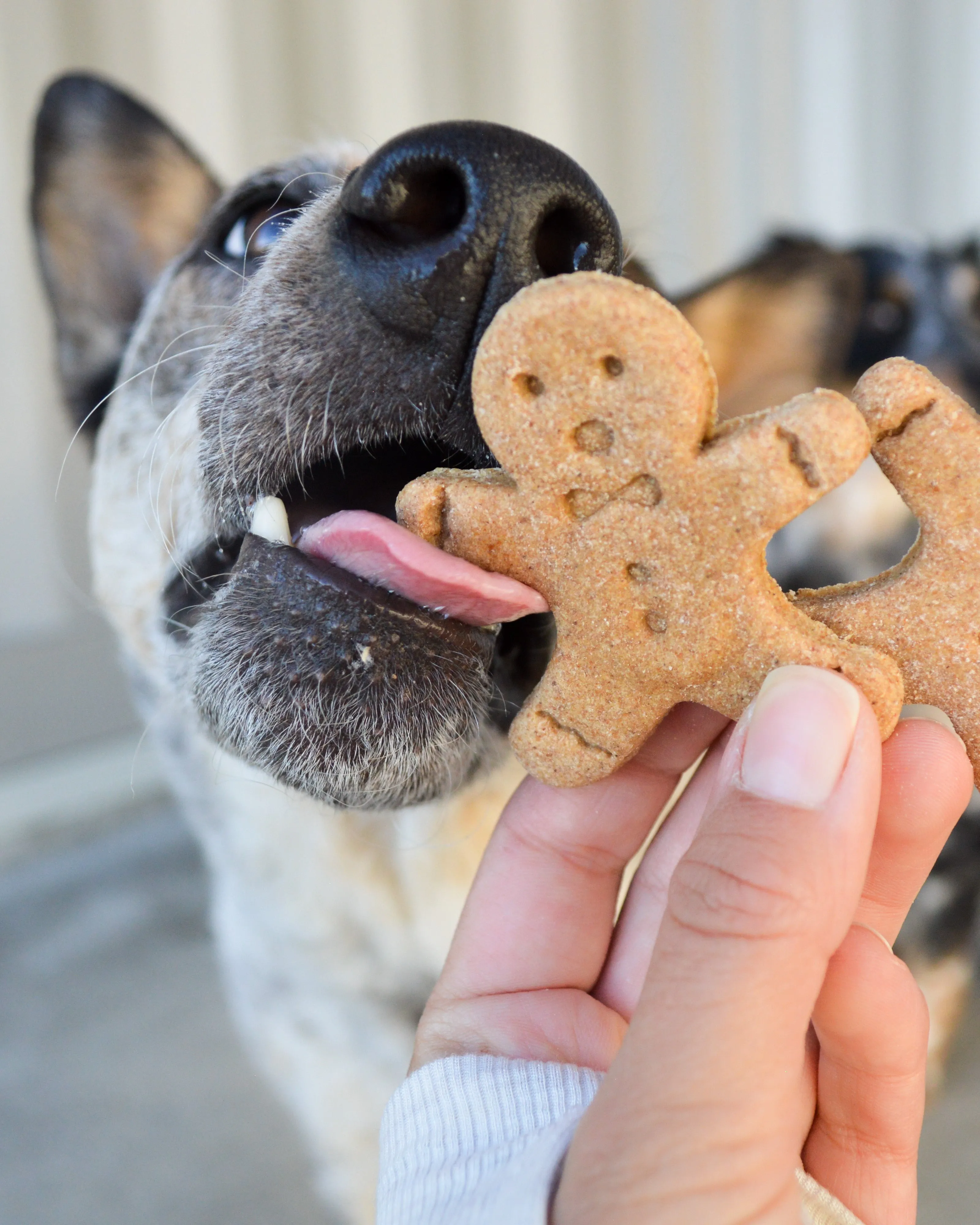 "Oh, Snap!" Gingerbread Man Cookie Cutter -  Christmas Dog Cookie Cutter