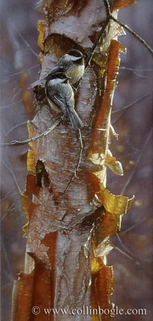 Sunlit Birch - Chickadees