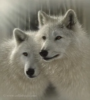Sunlit Soulmates - Wolves