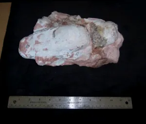 Velociraptor egg nest Dinosaur fossil egg cast for sale Replica Dinosaur Reproductions