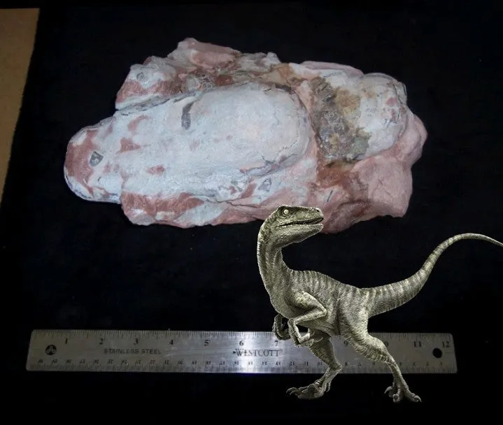 Velociraptor egg nest Dinosaur fossil egg cast for sale Replica Dinosaur Reproductions